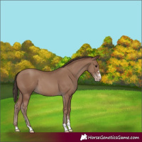 Horse Color:Classic Champagne 