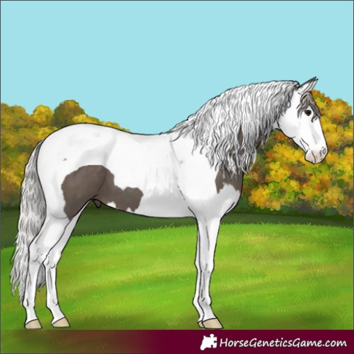 Horse Color:Silver Black Splash Tobiano 