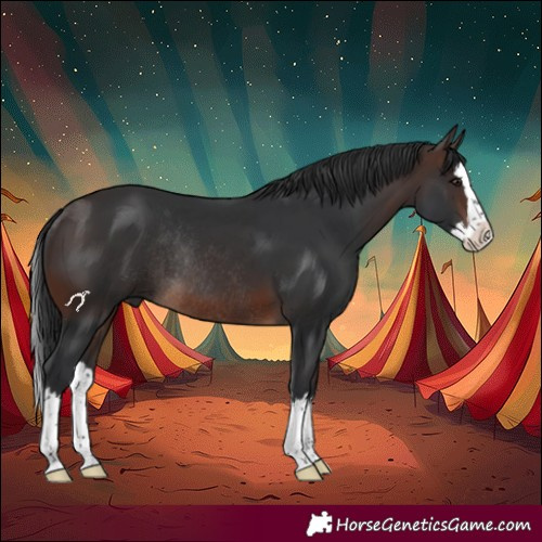 Horse Color:Brown Splash Rabicano 