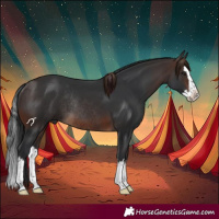 Horse Color:Brown Splash Rabicano 
