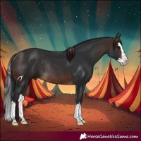 Horse Color:Brown Splash Rabicano 