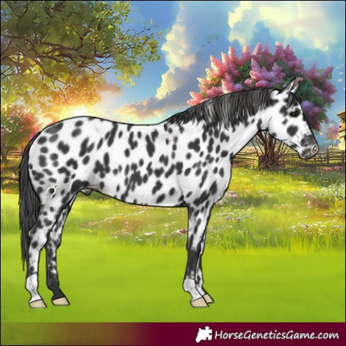 Horse Color:Black Appaloosa 