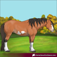Horse Color:Bay Splash Frame