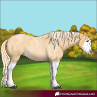 Horse Color:Palomino Roan Splash