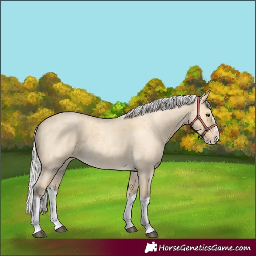 Horse Color:Silver Buckskin Roan Splash 