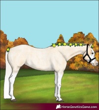 Horse Color:Silver Buckskin Roan Splash 