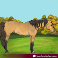 Horse Color:Buckskin