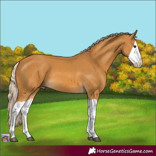 Horse Color:Palomino Splash 