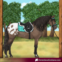 Horse Color:Liver Red Dun Appaloosa Rabicano 