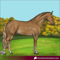 Horse Color:Chocolate Palomino Dun Rabicano