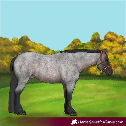Horse Color:Brown Roan