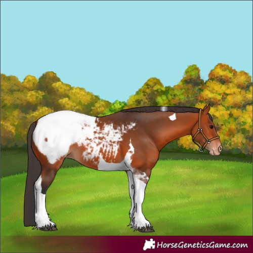 Horse Color:Bay Tobiano Appaloosa 