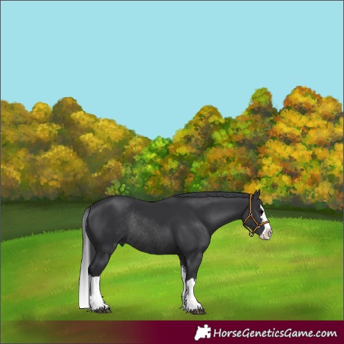 Horse Color:Black Splash Rabicano