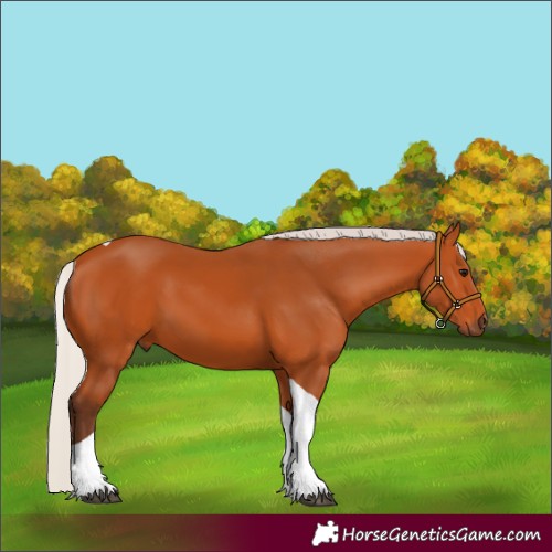 Horse Color:Silver Bay Tobiano 