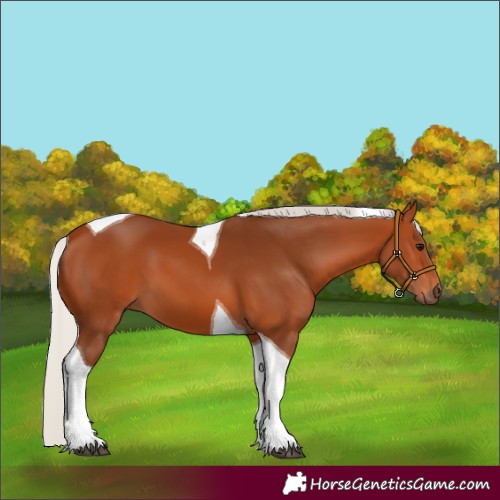 Horse Color:Silver Bay Tobiano