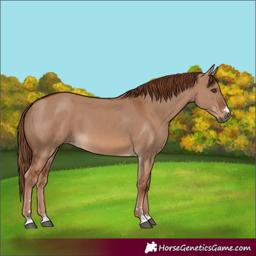 Horse Color:Red Dun 