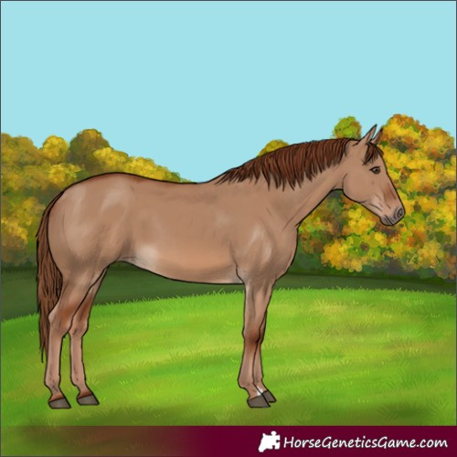 Horse Color:Red Dun