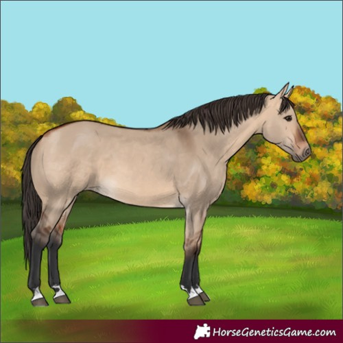 Horse Color:Bay Dun
