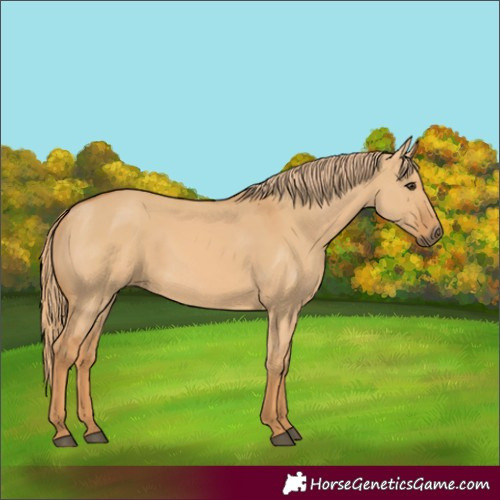 Horse Color:Red Dun 