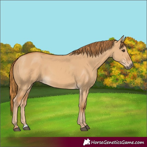 Horse Color:Red Dun