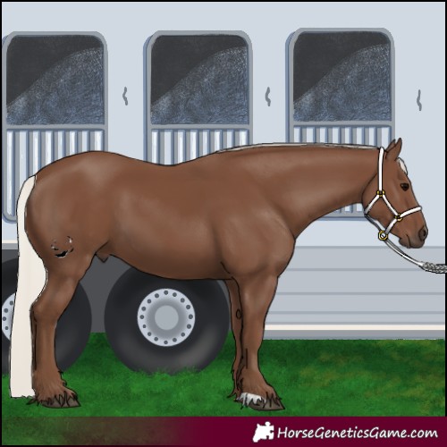 Horse Color:Silver Black 