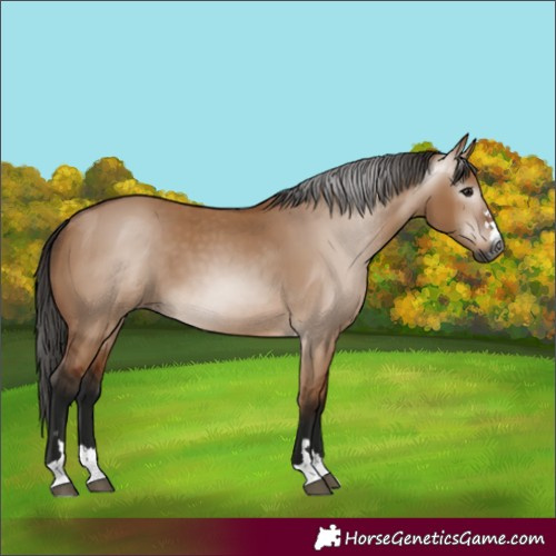 Horse Color:Gray Bay Dun