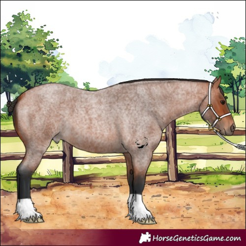 Horse Color:Bay Roan 