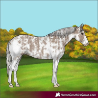 Horse Color:Silver Grullo Sabino Rabicano 