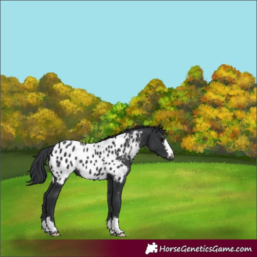 Horse Color:Black Appaloosa 
