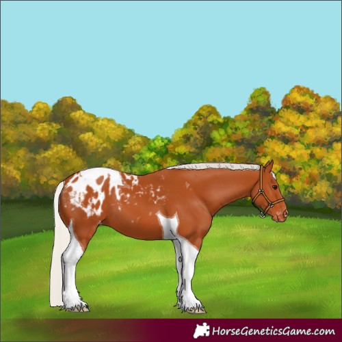 Horse Color:Silver Bay Tobiano Blanket 