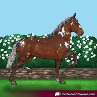 Horse Color:White Spotted Silver Brown