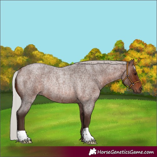 Horse Color:Silver Brown Roan Rabicano 
