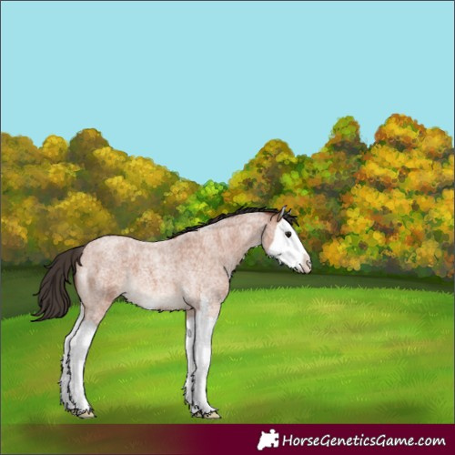 Horse Color:Bay Roan Sabino Splash