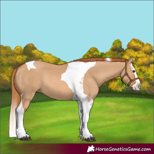 Horse Color:Red Dun Splash Tobiano Rabicano 