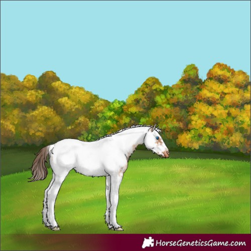 Horse Color:Bay Dun Sabino Splash Tobiano Frame Appaloosa
