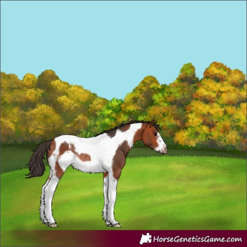 Horse Color:Bay Tobiano Frame Rabicano 