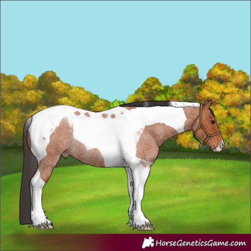 Horse Color:Bay Roan Tobiano Rabicano 