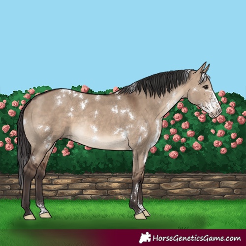 Horse Color:White Spotted Brown Dun Sabino Rabicano 