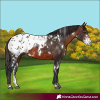 Horse Color:White Spotted Brown Sabino Appaloosa