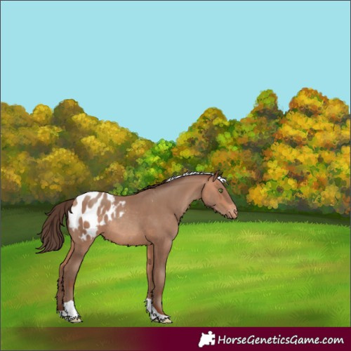 Horse Color:Amber Champagne Tobiano Appaloosa Rabicano 