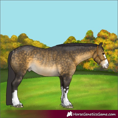 Horse Color:Buckskin Rabicano