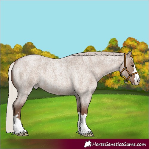 Horse Color:Unknown 