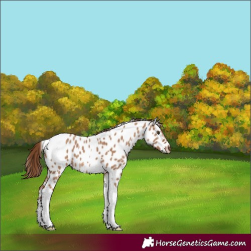 Horse Color:Red Dun Tobiano Appaloosa 