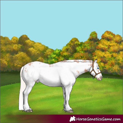Horse Color:Gold Champagne Sabino Splash Frame Appaloosa 