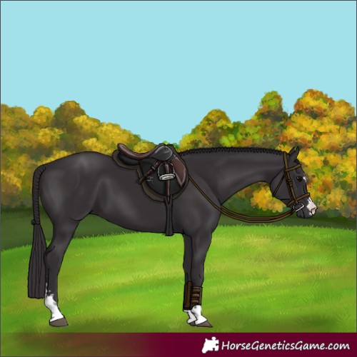 Horse Color:Smoky Black 