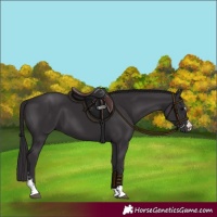 Horse Color:Smoky Black