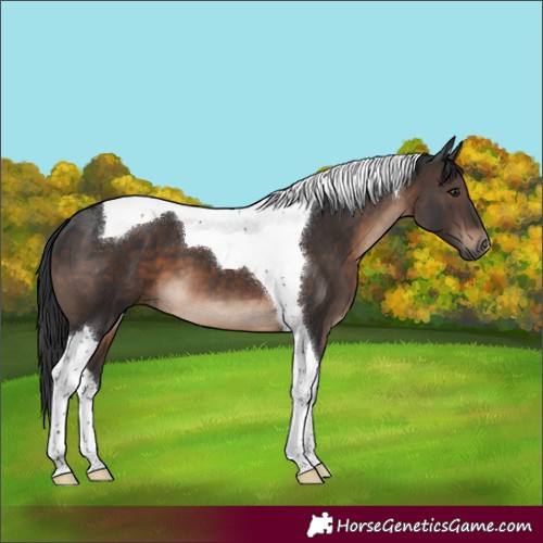 Horse Color:Brown Tobiano 