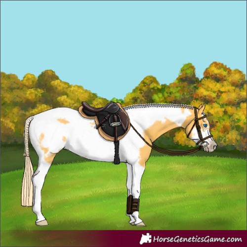 Horse Color:Palomino Tobiano Frame