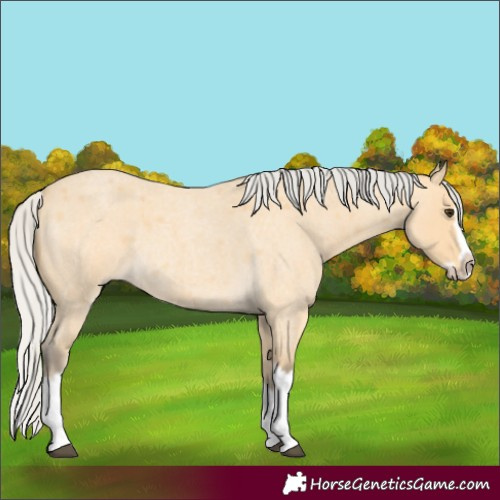 Horse Color:Silver Buckskin Roan Splash Frame 
