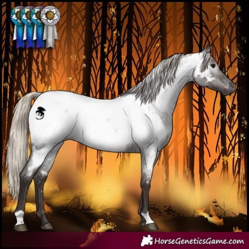 Horse Color:Gray Silver Blue Roan Near Fewspot 
